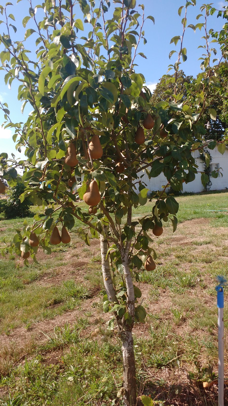 Home Living Bosc Pears