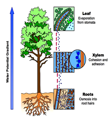 Transport in Plants - Water and Nutrient Transport