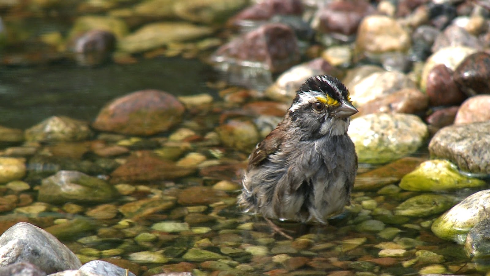 Passionnés d'oiseaux: Chronique du 8 août 2014: Fascinant Bruant à ...