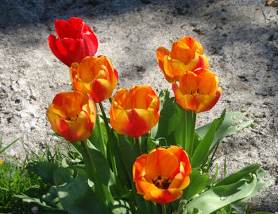 Tulipanes rojos y naranjas