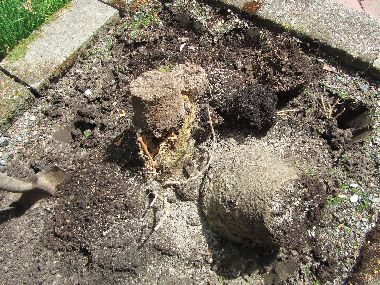 creative savv Working soil from dead potted plants into my vegetable