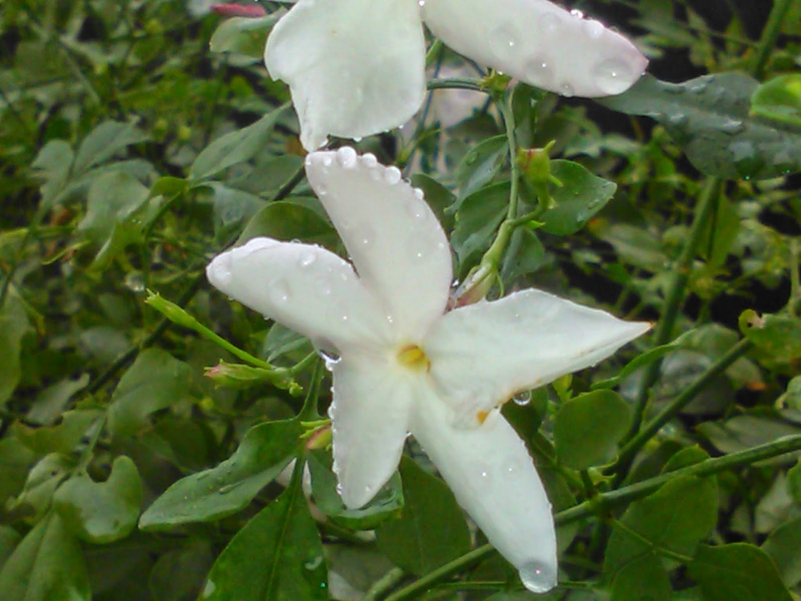 majaillaflor: flor de jazmin