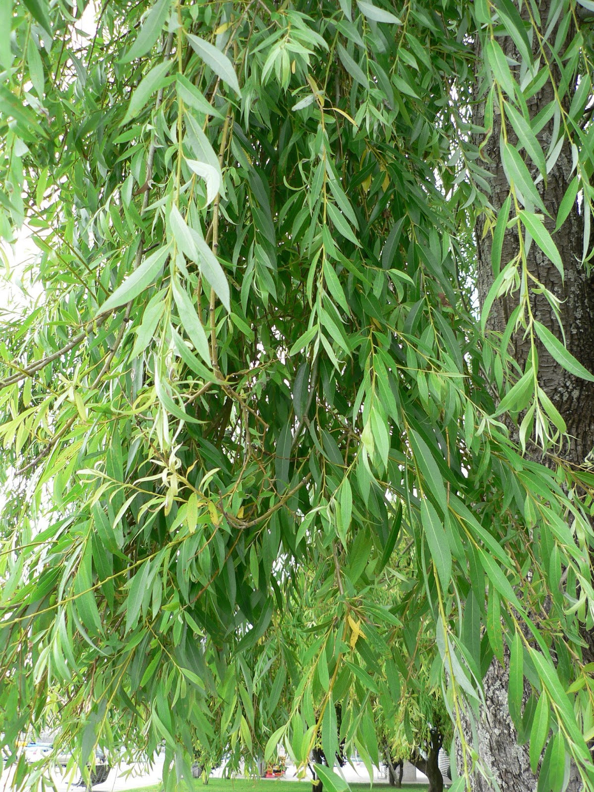 Á R B O L E S (T R E E S) Salix babylonica L. (SAUCE LLORÓN) y Salix