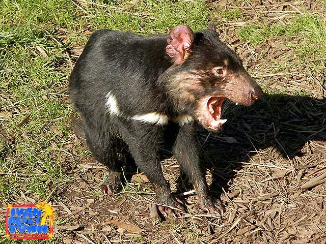 Tasmanian Devil Conservation Park in Tarrana, Tasmania | Ivan About Town