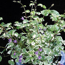 Meehania urticifolia “Silver Sprinter”-Japanese Dead Nettle