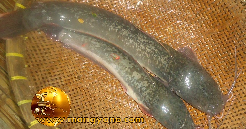 Menangkap Ikan Di Sawah.