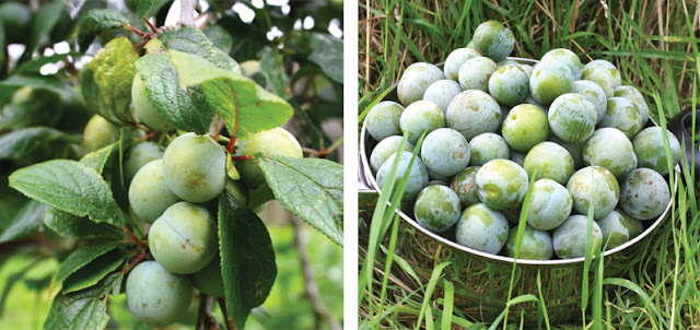 greengages 