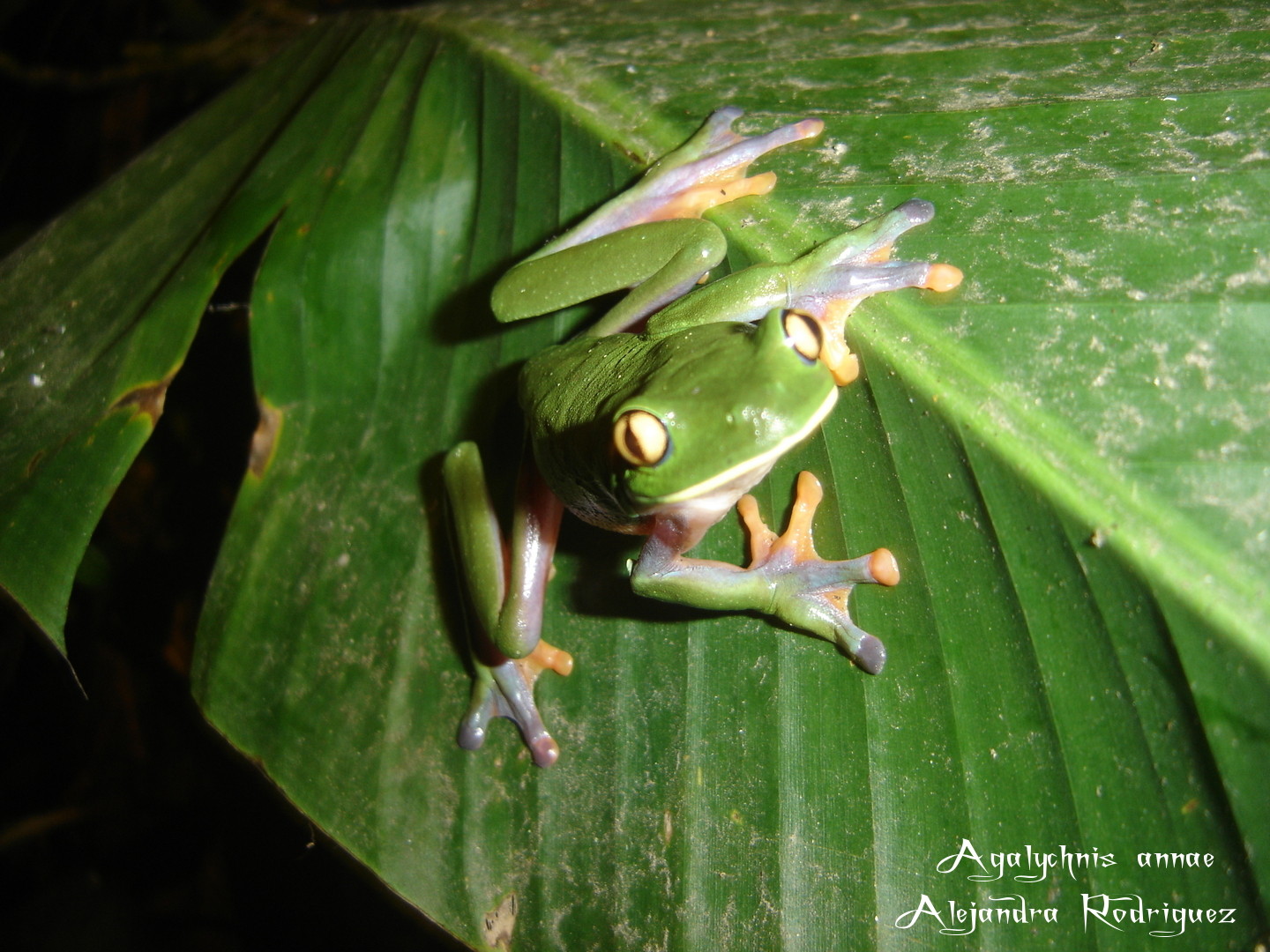 Reptiles, anfibios, naturaleza y mas Agalychnis Annae