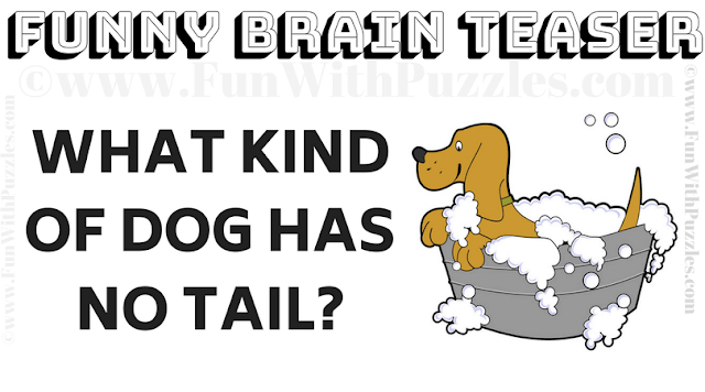 What kind of dog has no tail?