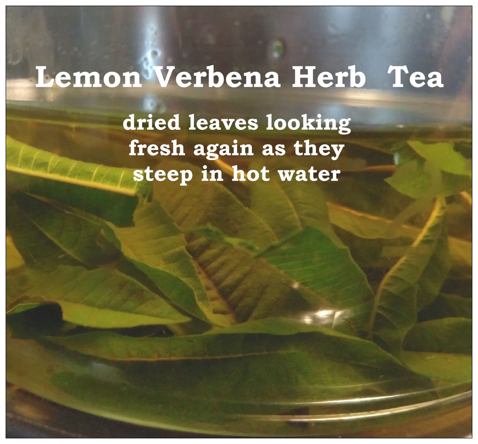 Lemon verbena herb recipes for fish stock Lemon verbena herb recipes for fish stock