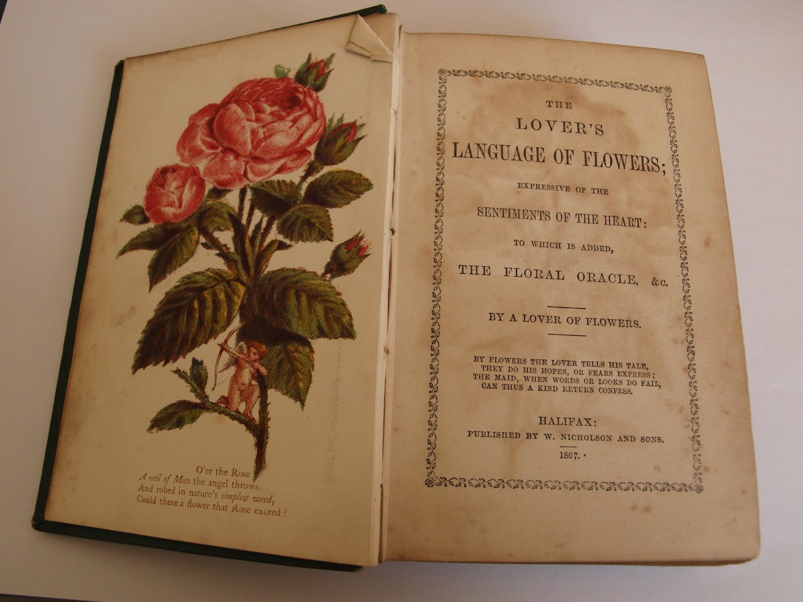 Ragged Robin's Nature Notes The Lover's Language of Flowers