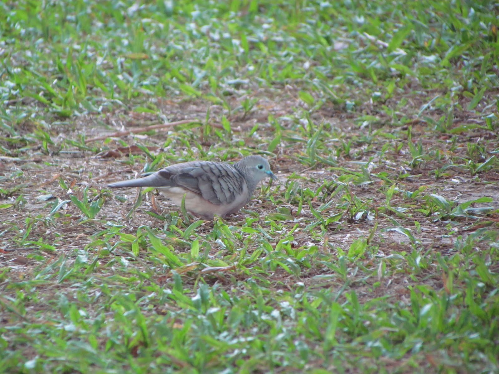 YOUNG BIRDER'S NOTES GALLERY CAIRNS BIRDS FROM THE HOTEL