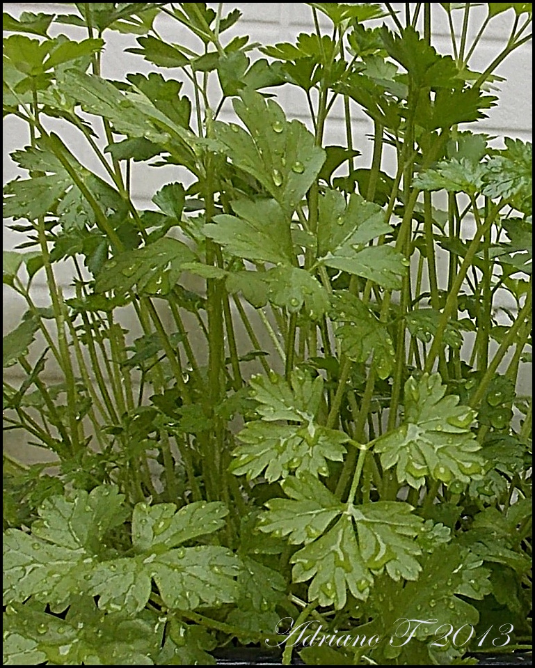 Mundo das Plantas : 07/01/2013 - 08/01/2013