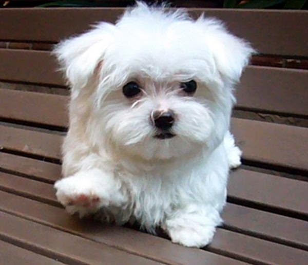 MyDogTheHero How to take care the Maltese?