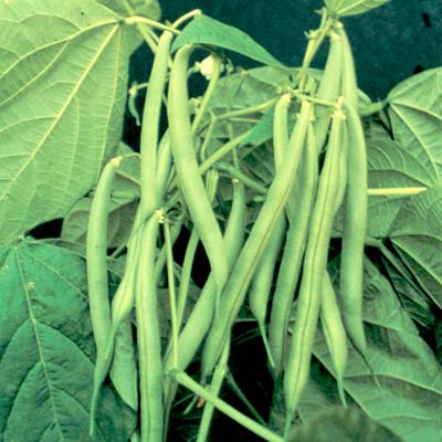Benefits of String Beans | Herbal Medicine and Nutrition