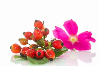 14 Razones por las que deberías utilizar la rosa mosqueta 14 Razones por las que deberías utilizar la rosa mosqueta