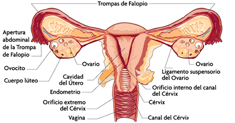 Imagen relacionada