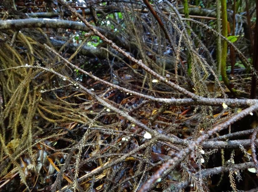 Backroader: Fungi time