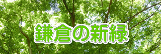新緑の鎌倉