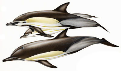 Short beaked Common Dolphin