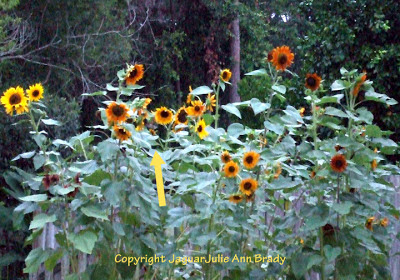 sunflower garden hummingbird julie brady ann closely look