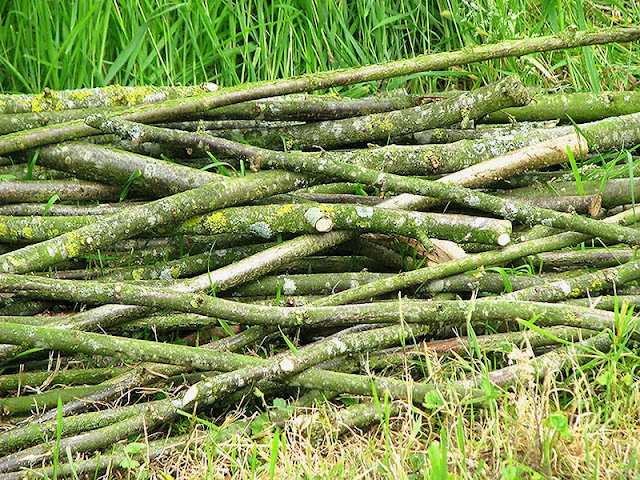 Branches pour tuteurs à tomates Branches pour tuteurs à tomates
