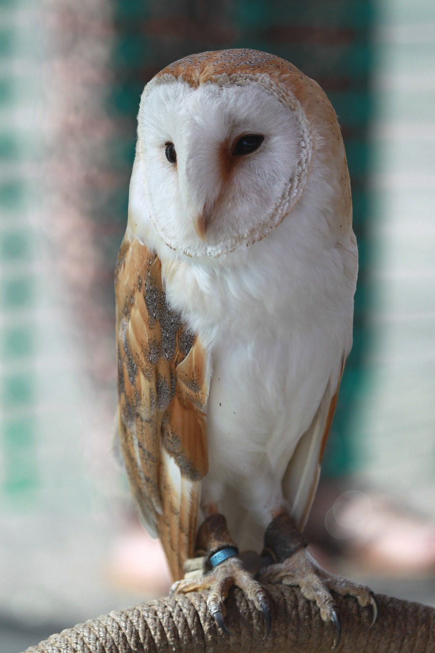 80 Foto Burung Hantu Barn Owl Gratis Terbaik