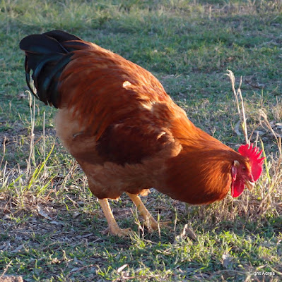 eight acres: What breed of chicken should I get?
