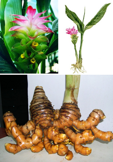 TOGA Tanaman Obat Keluarga TOGA Tanaman Obat Keluarga