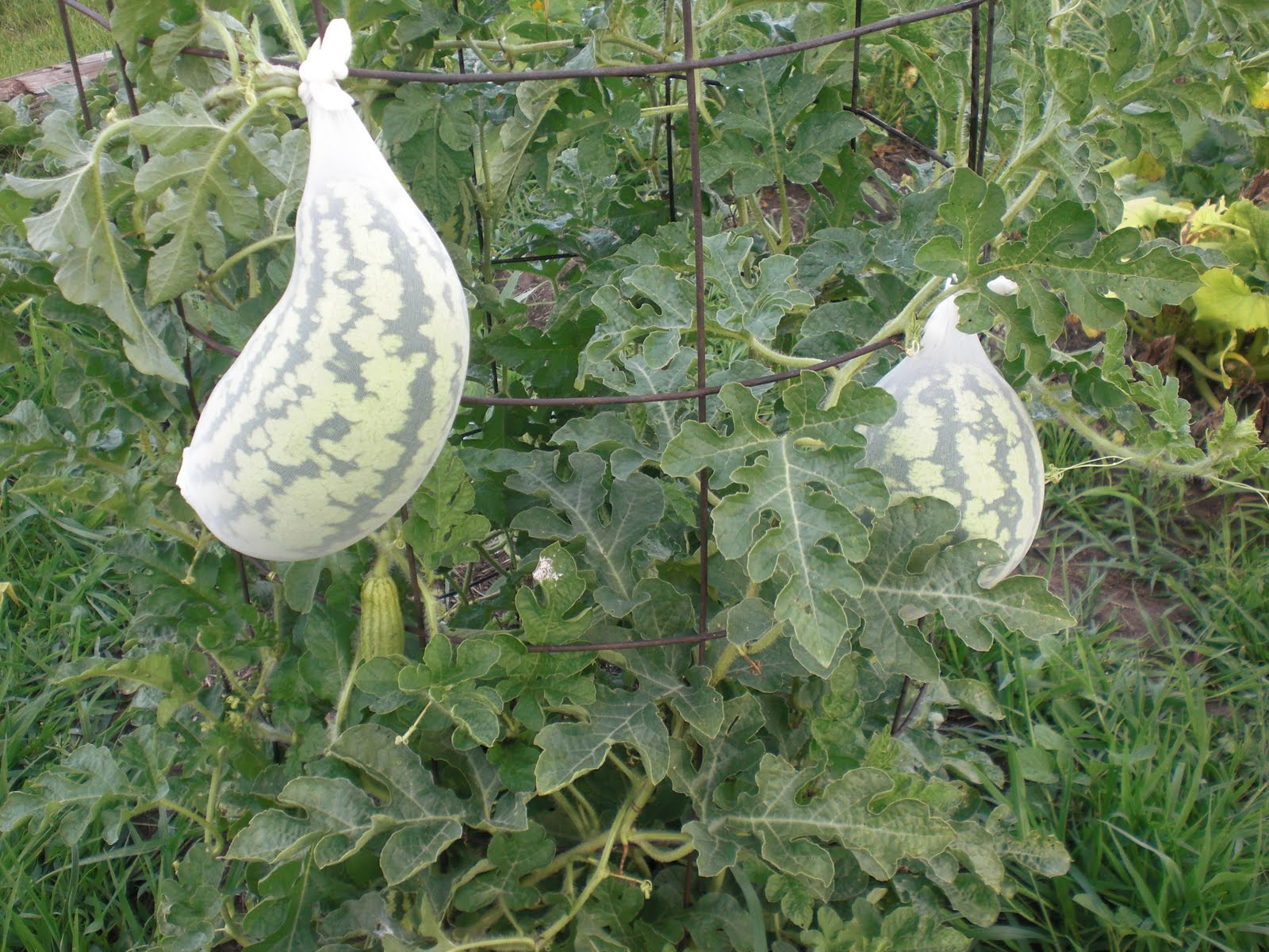Jenn in The Country Saving Space Growing Watermelon Vertically
