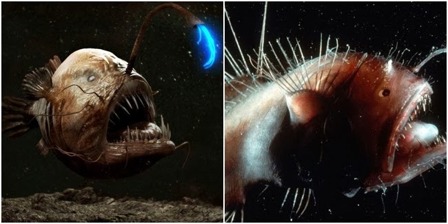 The Angler Fish
