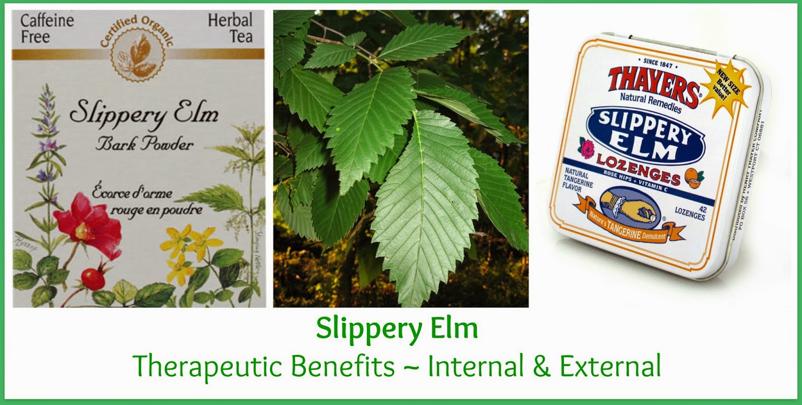 Celebrate Gluten Free Therapeutic Benefits of Slippery Elm