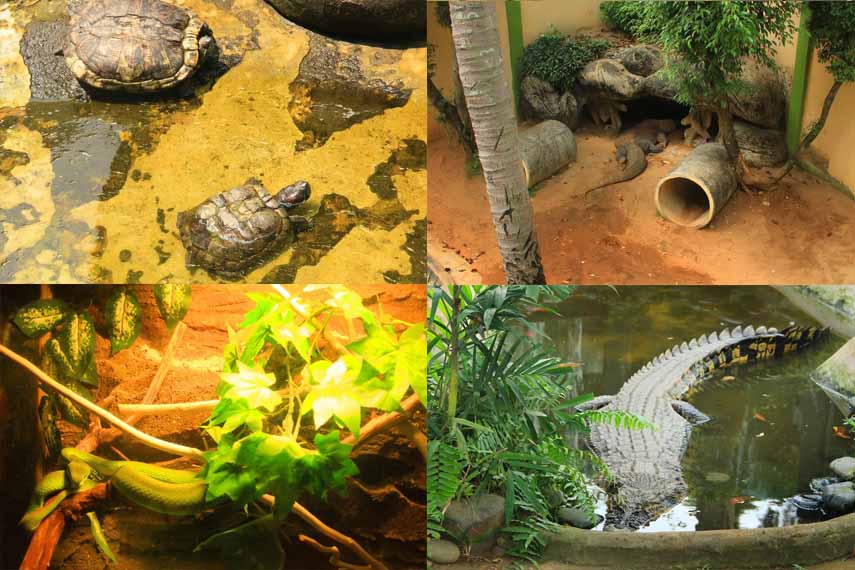 Museum Komodo dan Taman Reptilia Di Jakarta Kamera Budaya