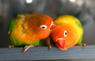 Kumpulan Jenis dan Warna Burung Lovebird Terbaik