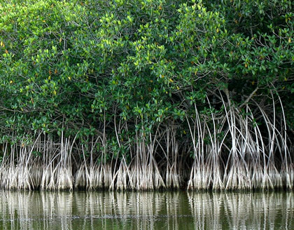 Mangrove swamps