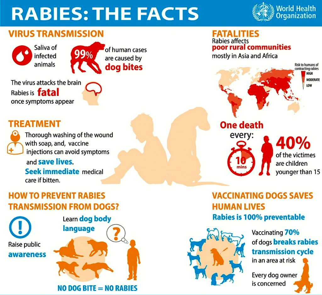 Tanda - Tanda Fizikal Anjing Positif Rabies Yang Korang Perlu Tahu