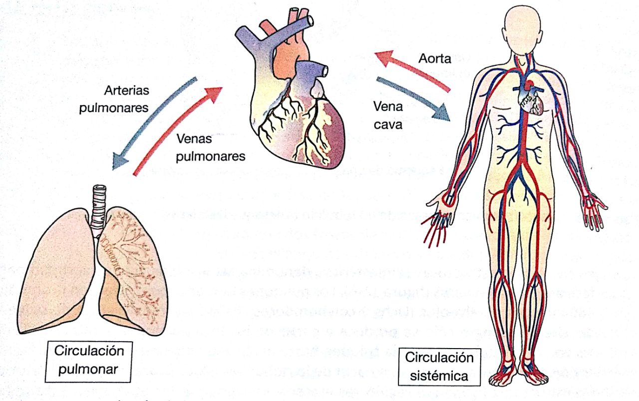 ANATOMÍA Y FISIOLOGÍA PULMONAR ANATOMÍA Y
