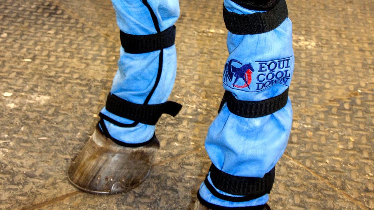 Horse Ankle Wraps Horse Choices