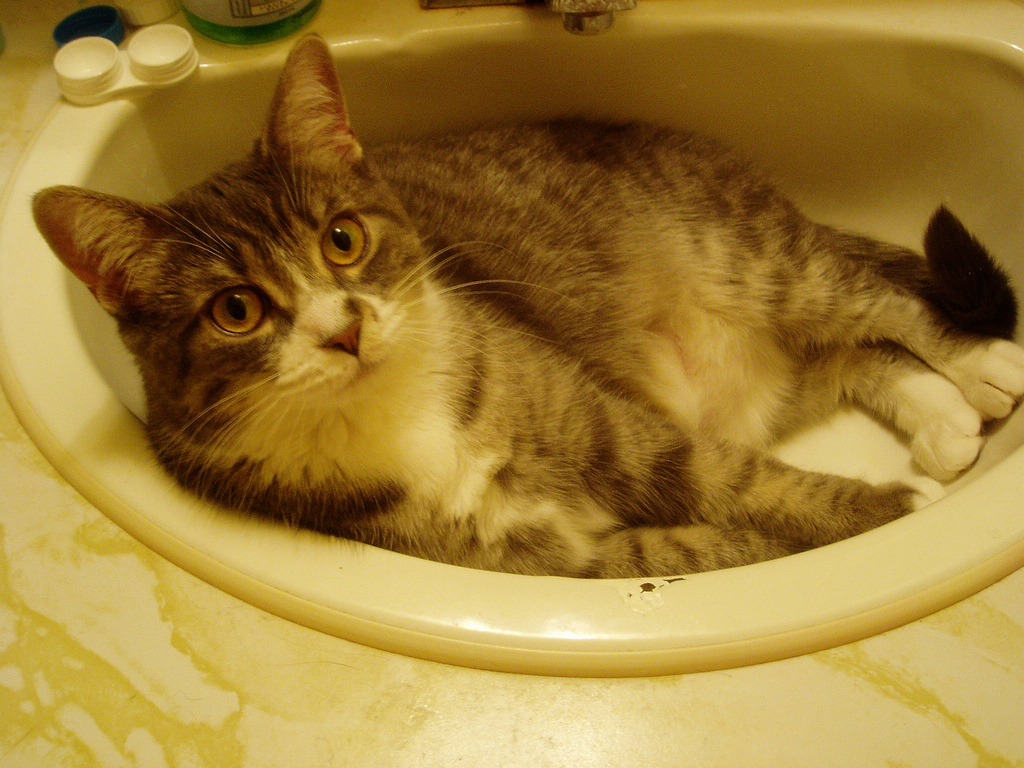 23 Cute cats in sinks (23 pics) Amazing Creatures