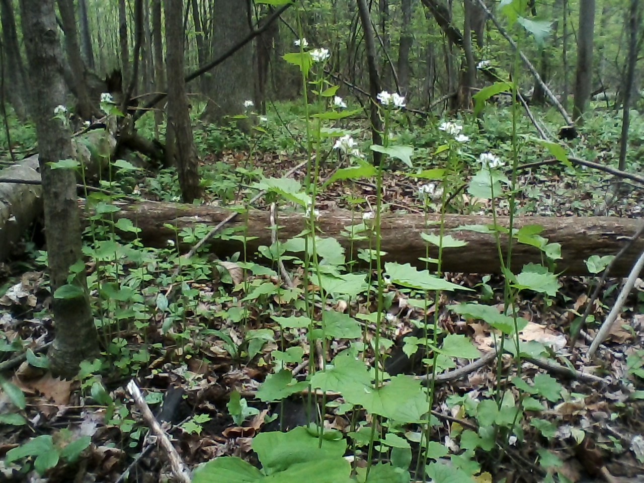 Thumb Land Conservancy Spring Garlic Mustard Pull