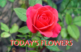 http://flowersfromtoday.blogspot.com/
