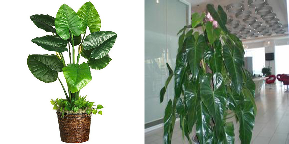 20 Pcs/100 real rare xi Lin taro seed, indoor plants absorb dust radiation tree eBay