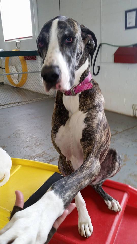 Hoosier Doggy Daycare and Boarding Doggy of the Week... Stella!