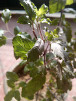 Tulsi plant Tulsi picture