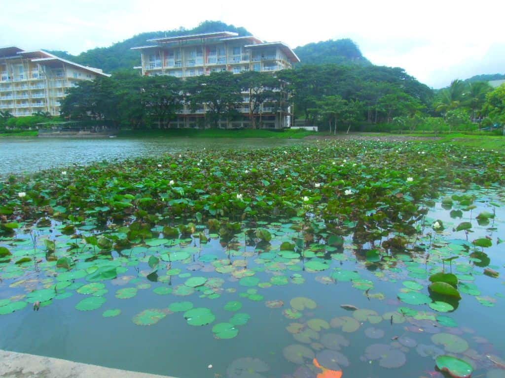Lotus plants in the lake at Pico de Loro Beach & Country Club