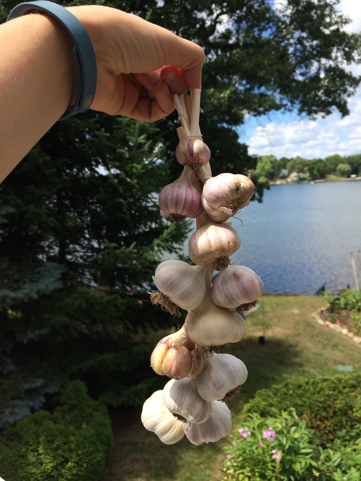 MI Lake Home Garden How to Tie HardNeck Garlic for Decorative Hanging