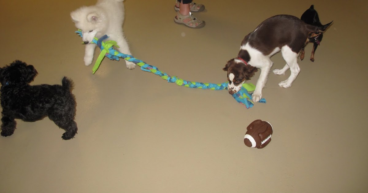 Canine Behavior Counseling, Portland, Maine: Class ...