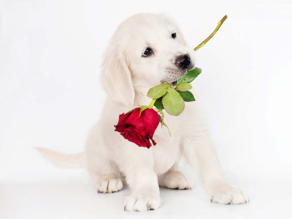 Cute Puppies and Dogs Images Duul Wallpaper