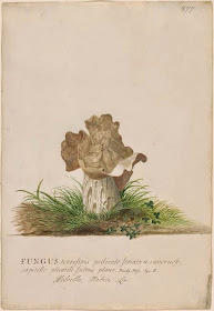 Helvella mitra water-colour by Ehret