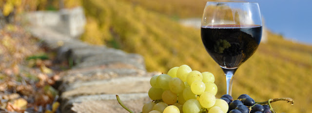Vinícolas perto de Florença Vinícolas perto de Florença